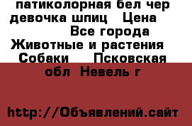 патиколорная бел/чер девочка шпиц › Цена ­ 15 000 - Все города Животные и растения » Собаки   . Псковская обл.,Невель г.